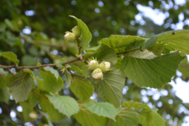 Hazelnootblad/Corylus avellana