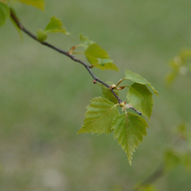 Berkenblad/Folium Betulae