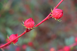 Hibiscus