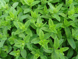 Pepermunt/Mentha × piperita