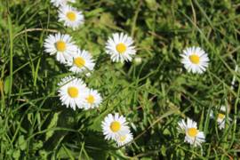 Madeliefje/Bellis Perennis