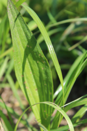 Smalle Weegbree/Plantago lanceolata