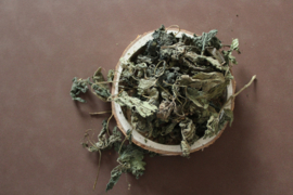 Brandnetel/Herba Urtica