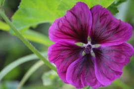 Groot Kaasjeskruid/Malva Sylvestris