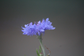 Blauwe Korenbloem / Centaurea cyanus L.