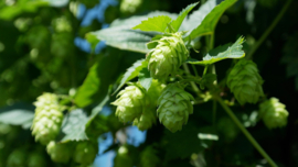 Hopbloemen/Humulus Lupulus