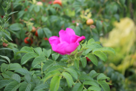 Rozenblaadjes/Rosa canina