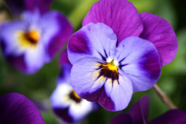 3-kleurig viooltje/Viola Tricolor