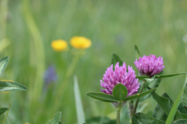 Rode klaver/Trifolium pratense