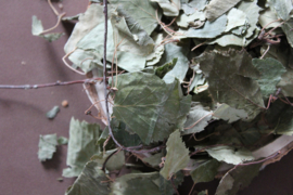 Berkenblad/Folium Betulae