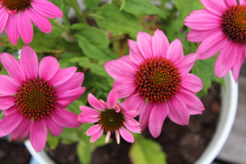 Rode zonnehoed /Echinacea purpurea