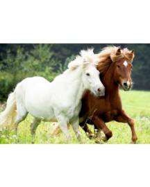 Paardenpuzzel | paarden in weiland