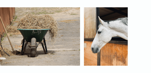 stal-uitmesten-paard-op-stal