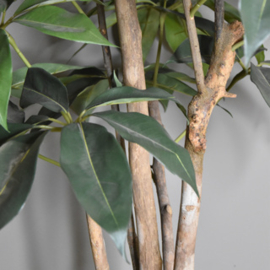 kunstplant - Schefflera 145cm