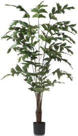 Plant - Palm Fishtail - 155cm