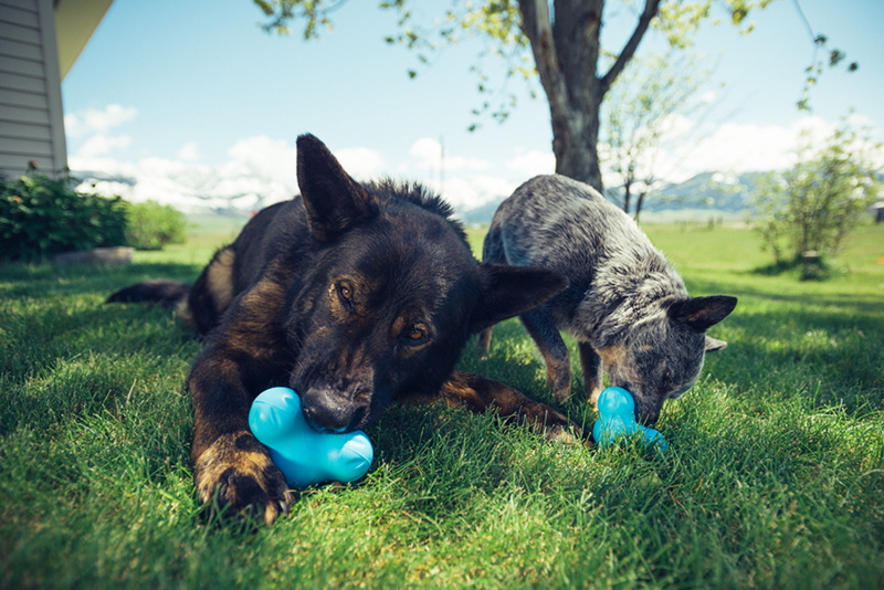 Het begin bodem streep Sterk hondenspeelgoed | Milieubewuste blogs | Het Wolfje