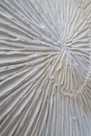 Wanddecoratie 3D | Schelp