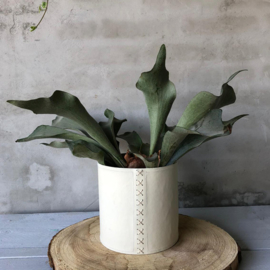 Plant pot