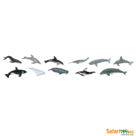 Toob walvissen en dolfijnen