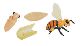 Levenscyclus honingbij