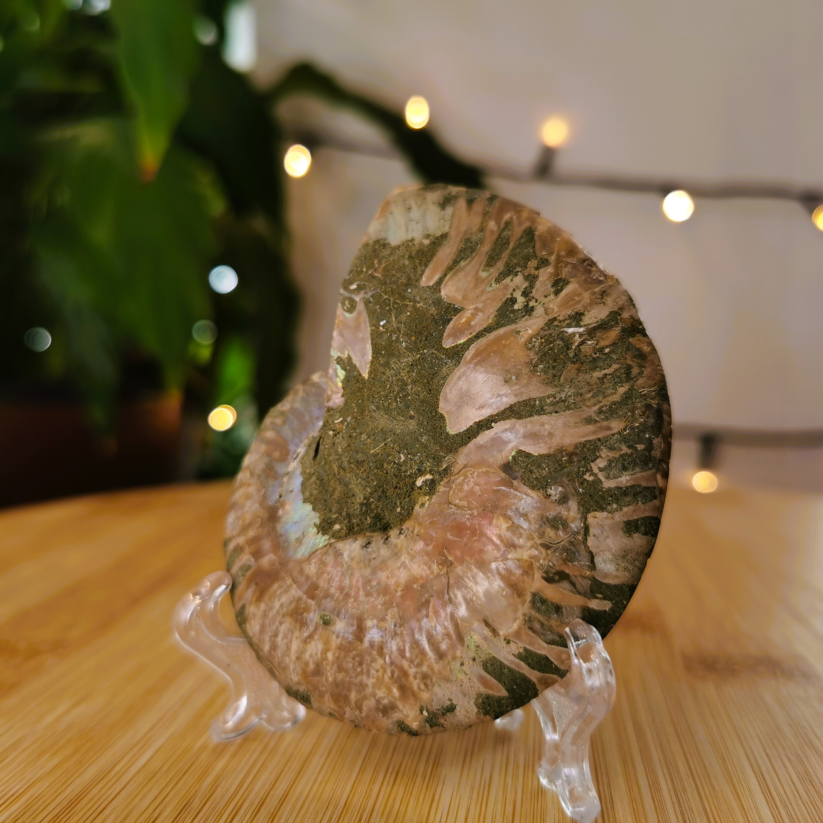 Ammoniet Paar