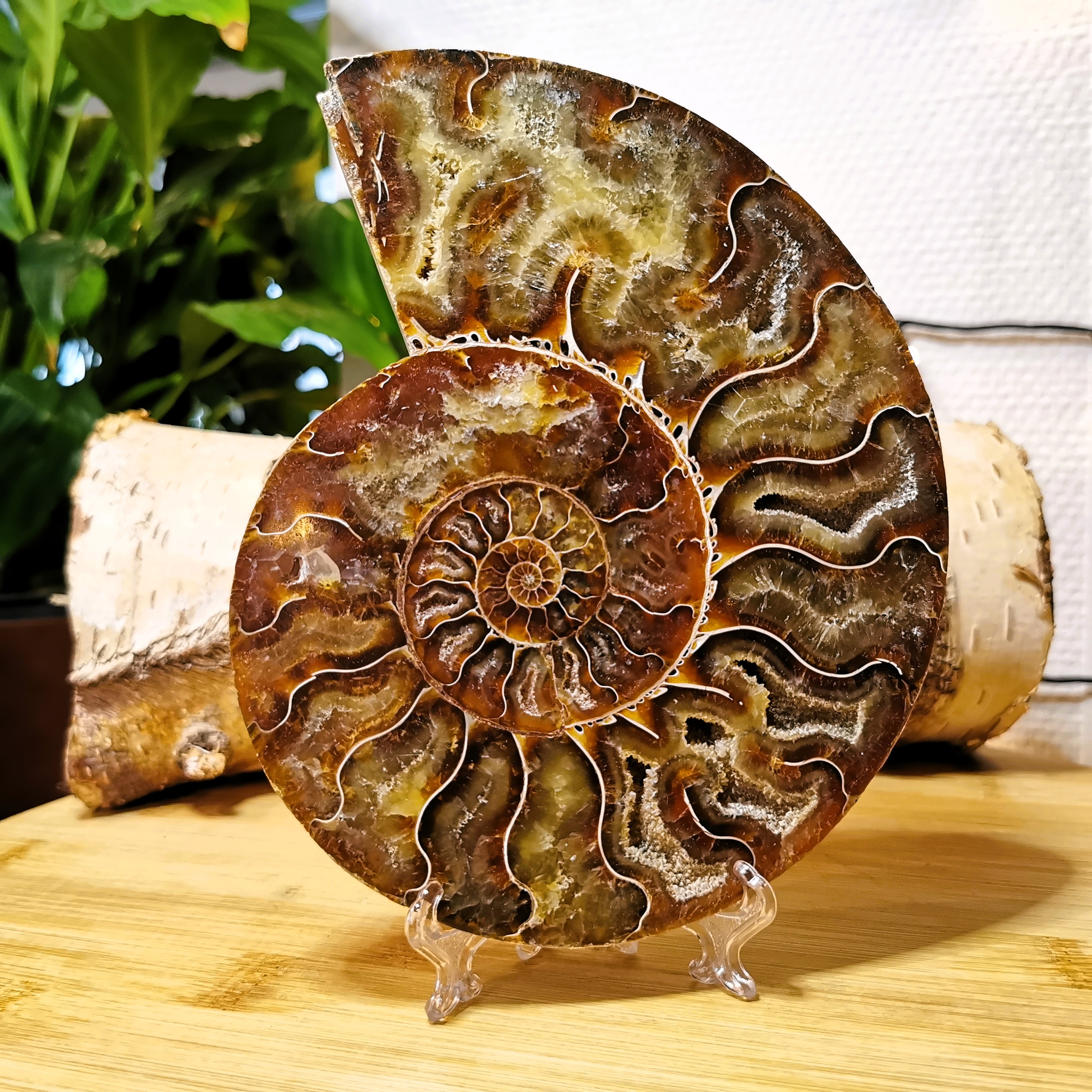 Ammoniet Paar