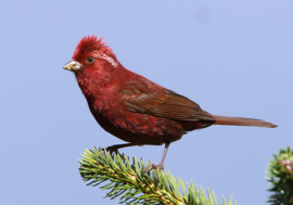 Blattner Red Sparrow 1kg (Gimpel II)