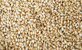 Blattner Semi di Grano Extra 1kg (Weizen extra)