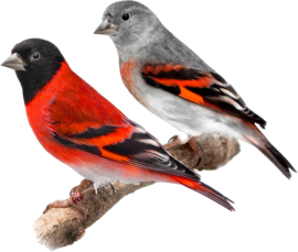 Blattner Red Siskin Special 1kg (Zeisig - Kapuzen - Spezial)