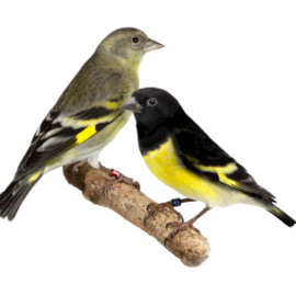 Blattner Siskin II 15kg (Zeisig II)