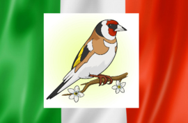 Blattner Goldfinch Major Italia 15kg (Stieglitz-Major Italia)