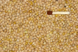 Blattner Silver Millet 1kg (Silberhirse)