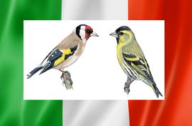 Blattner Goldfinch - Siskin Italy Mix 5kg (Stieglitz-Zeisig Italia NEW)