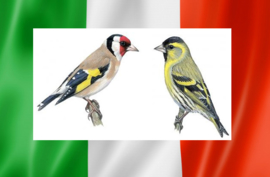 Blattner Miscela Lucherini e Cardellini Italia 15kg (Stieglitz-Zeisig Italia NEW)