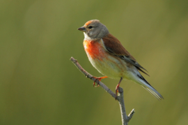 Blattner Common Linnet / European Canary Special 5kg (Hänfling-Girlitz-Spezial)