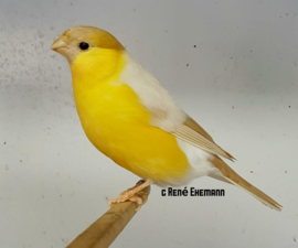 Blattner Bullfinch `Rene Ehemann` 15kg (Gimpel Rene Ehemann)