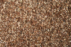 Blattner Graine de Larix 5kg (Lärchensamen)