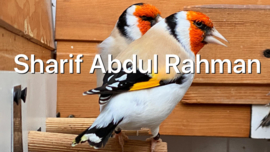 Blattner `Sharif` Breedmixture Goldfinch Major 5kg (Sharif Breedmix Major)