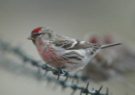 Blattner Siskin And Goldfinch Special 1kg (Stieglitz-Zeisig-Spezial)