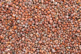 Blattner Radish Seed 5kg (Radieschensamen)