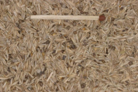 Blattner Wild Seeds Mix Exoten 1kg (Wildsamen für Prachtfinken)