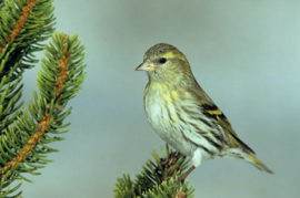 Blattner Siskin And Goldfinch Diet 5kg (Cardueliden-Diät Polar)