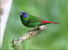 Blattner Pin-tailed Parrotfinch I Special 5kg (Papageiamadinen-I - Spezial)