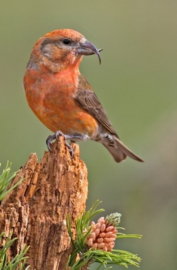 Blattner Large Crossbill Special 1kg (Kreuzschnabel I-Spezial)