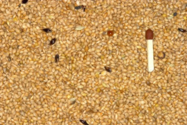 Blattner Graine de Millet Sénégal 5kg (Senegalhirse )