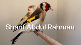 Blattner `Sharif` Breedmixture Goldfinchesoldfinch Major 5kg (Sharif Breedmix Major)