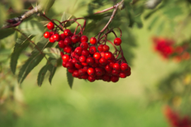 Blattner dried berries