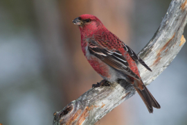 Blattner Pine Grosbeak 5kg (Gimpel III für Hakengimpel)