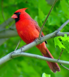 Blattner Cardinal Spécial 15kg (Kardinal-Spezial)