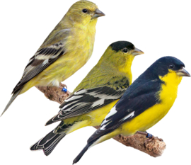 Blattner Siskin Special 5kg (Zeisig - Spezial)